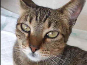 Gato raça Srd  idade 7 a 11 meses nome Stella bb Linda 