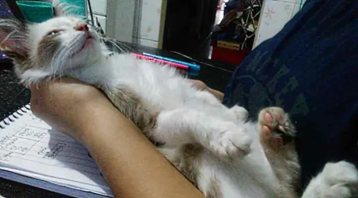 Gato raça Não sei idade 2 a 6 meses nome Tofe