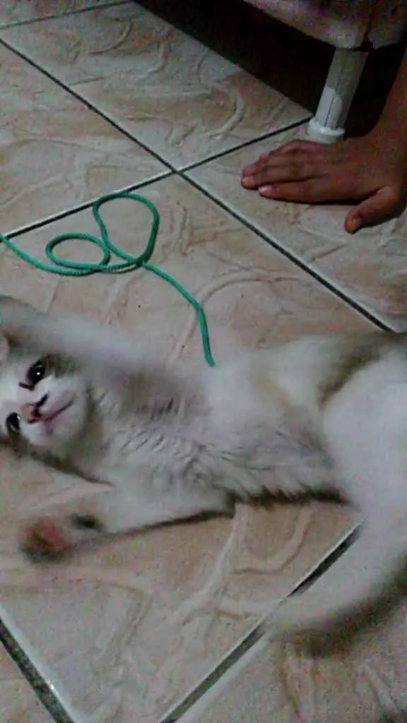 Gato raça Não sei idade 2 a 6 meses nome Tofe