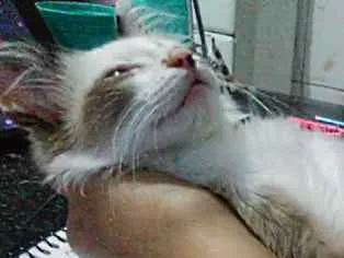 Gato raça Não sei idade 2 a 6 meses nome Tofe