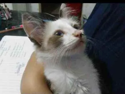 Gato raça Não sei idade 2 a 6 meses nome Tofe