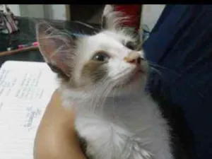 Gato raça Não sei idade 2 a 6 meses nome Tofe