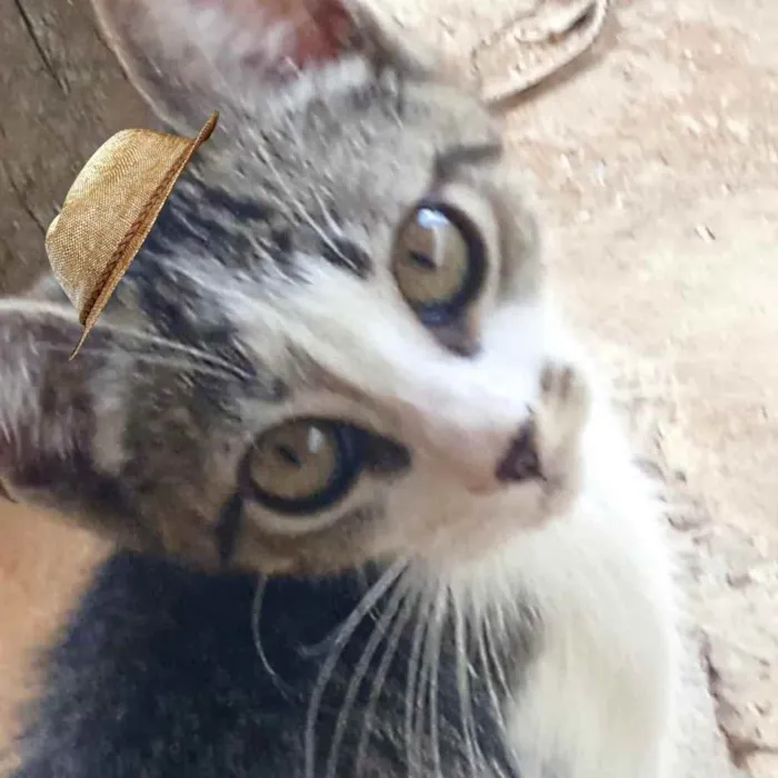 Gato ra a Mestiço  idade 2 a 6 meses nome Nick 