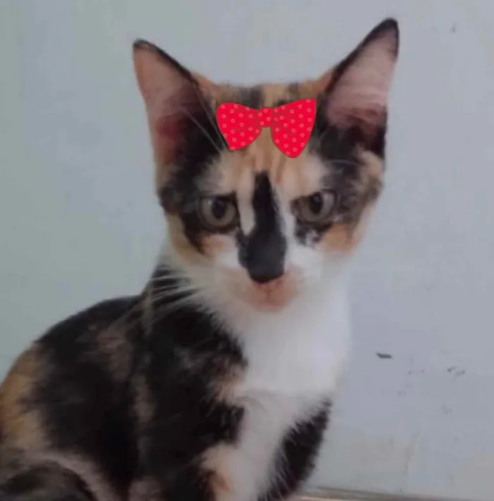 Gato ra a Mestiça  idade 2 a 6 meses nome Sandy 