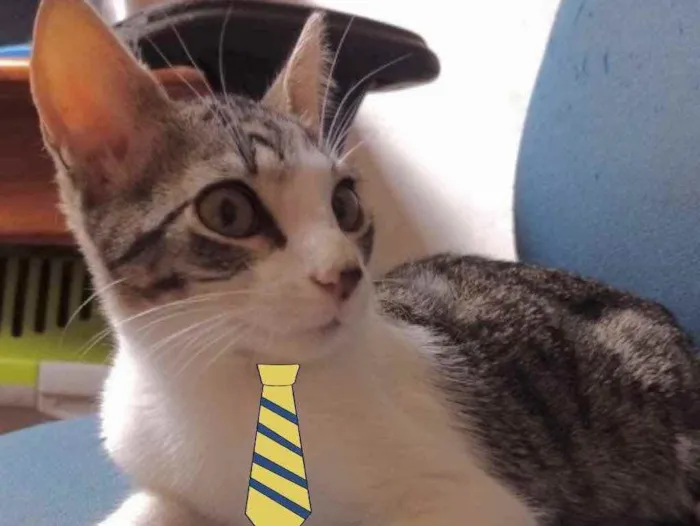 Gato ra a Mestiço  idade 2 a 6 meses nome Fred 