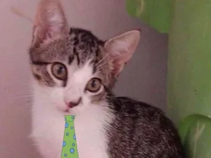 Gato raça Mestiço  idade 2 a 6 meses nome Dino 