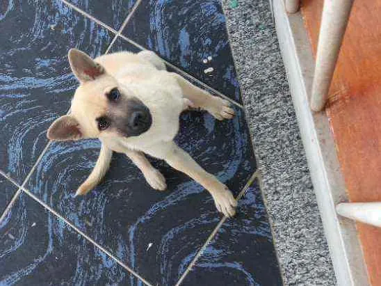 Cachorro ra a  idade 7 a 11 meses nome Alluka