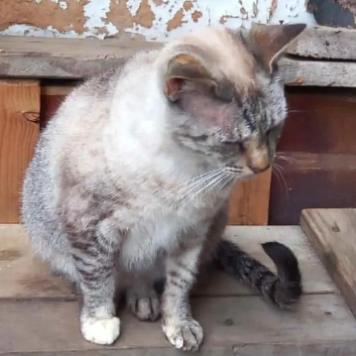 Gato raça Srd  idade 1 ano nome Miss Tippy urgente 