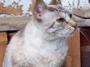 Gato raça Srd  idade 1 ano nome Miss Tippy urgente 