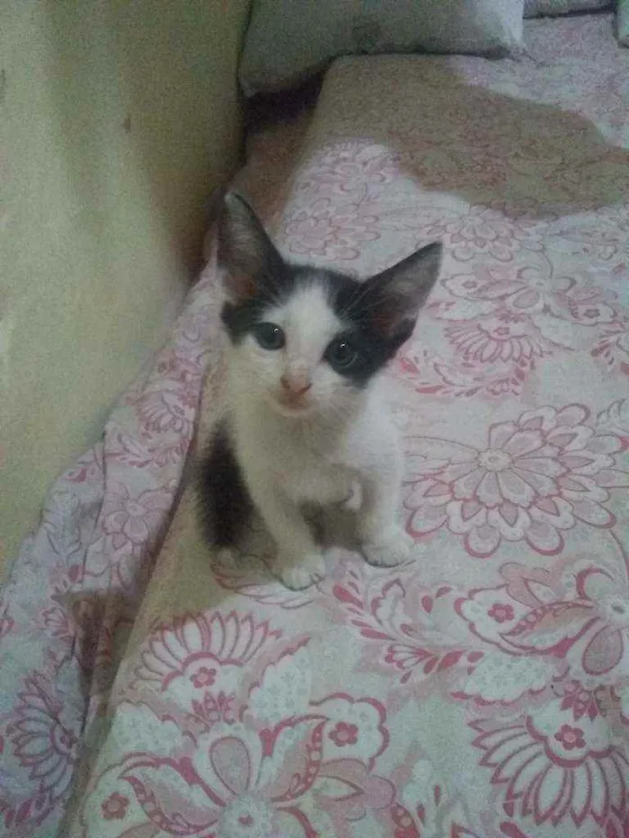 Gato ra a Mestiço idade 2 a 6 meses nome Nino