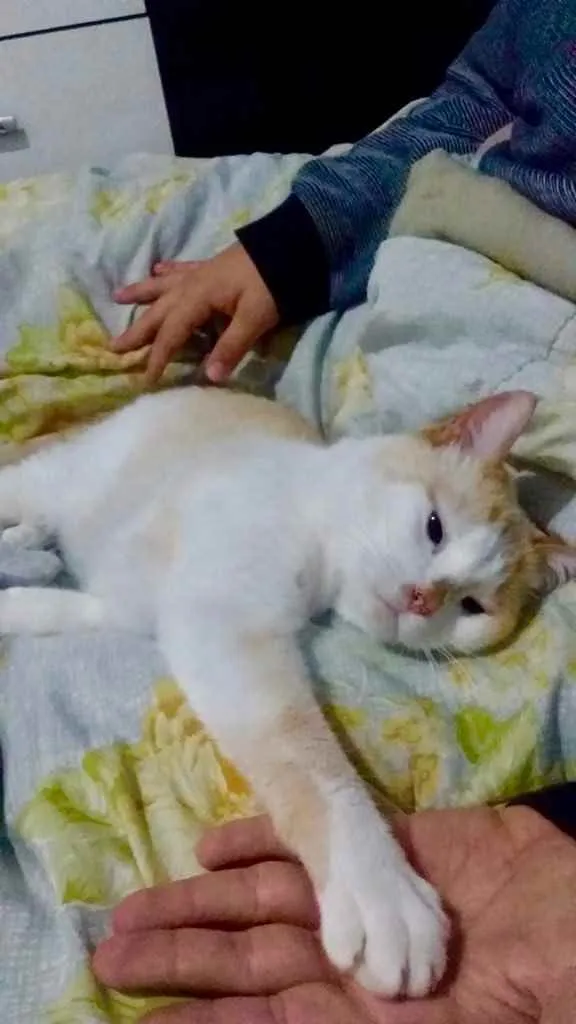 Gato raça Srd  idade 3 anos nome Luck lindo e bonzinh