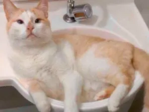 Gato raça Srd  idade 3 anos nome Luck lindo e bonzinh