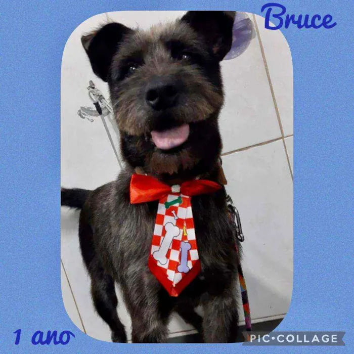 Cachorro raça SRD  idade 1 ano nome Bruce