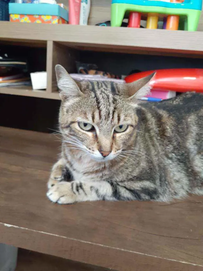 Gato ra a Sem raça definida  idade 6 ou mais anos nome Shitara 