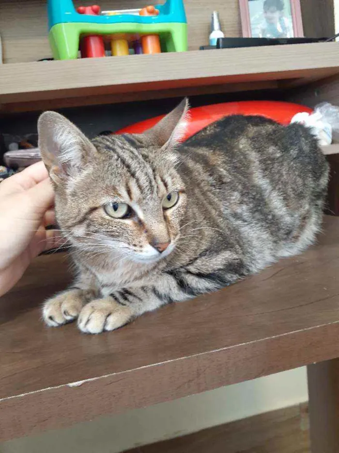 Gato ra a Sem raça definida  idade 6 ou mais anos nome Shitara 