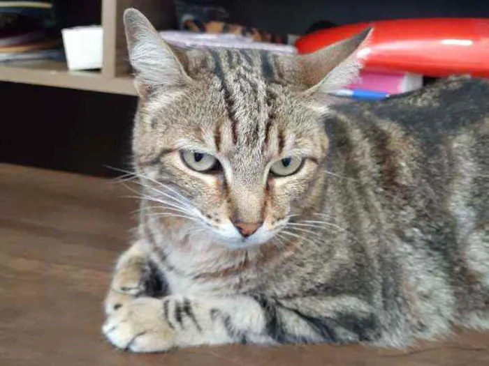 Gato ra a Sem raça definida  idade 6 ou mais anos nome Shitara 