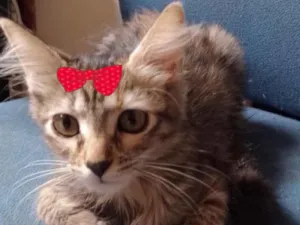 Gato raça Mestiça  idade 2 a 6 meses nome Gina 