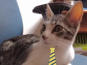 Gato raça Mestiço  idade 2 a 6 meses nome Fred 