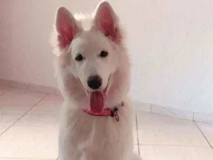 Cachorro raça Pastor Suiço idade 2 a 6 meses nome Lina