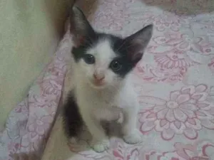 Gato raça Mestiço idade 2 a 6 meses nome Nino