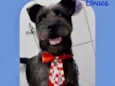 Cachorro raça SRD  idade 1 ano nome Bruce
