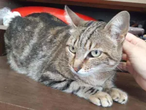 Gato raça Sem raça definida  idade 6 ou mais anos nome Shitara 
