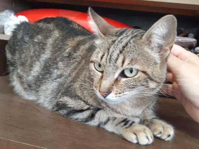 Gato ra a Sem raça definida  idade 6 ou mais anos nome Shitara 