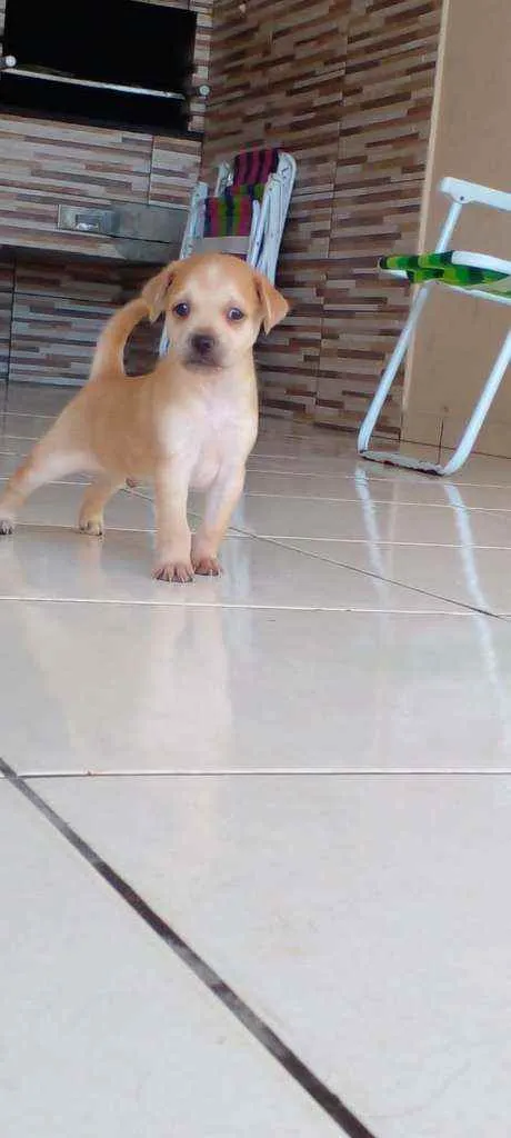 Cachorro ra a Vira lata idade Abaixo de 2 meses nome Nao tem