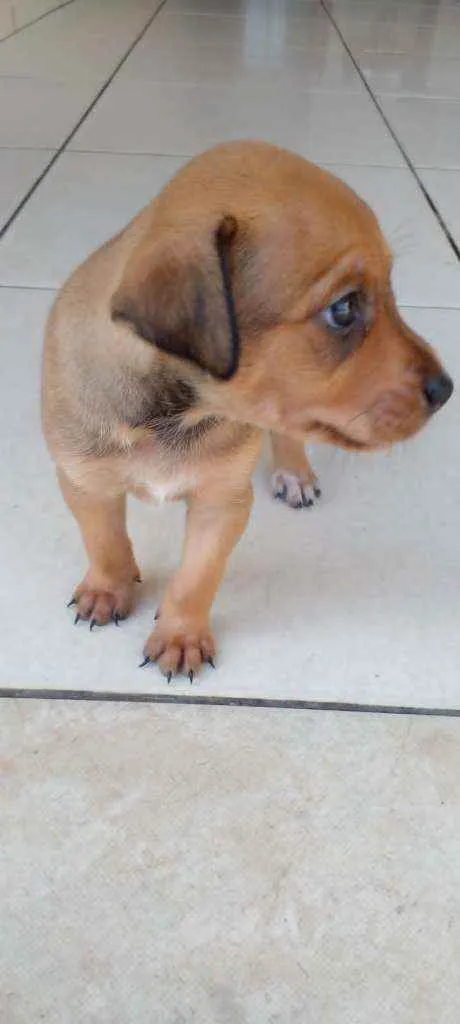 Cachorro ra a Vira lata idade Abaixo de 2 meses nome Nao tem