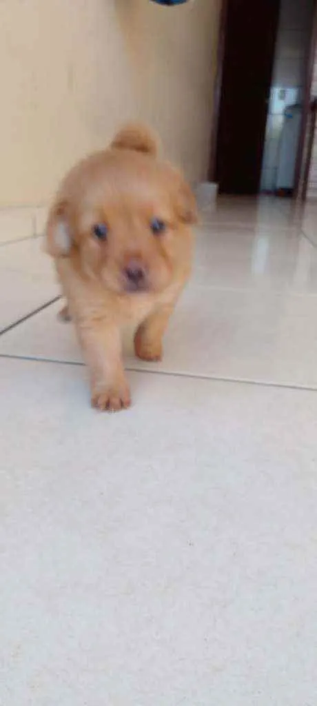 Cachorro ra a Vira lata idade Abaixo de 2 meses nome Nao tem