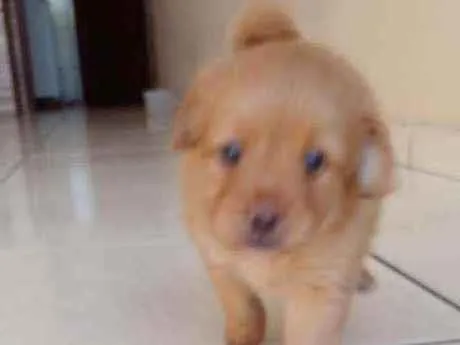 Cachorro ra a Vira lata idade Abaixo de 2 meses nome Nao tem