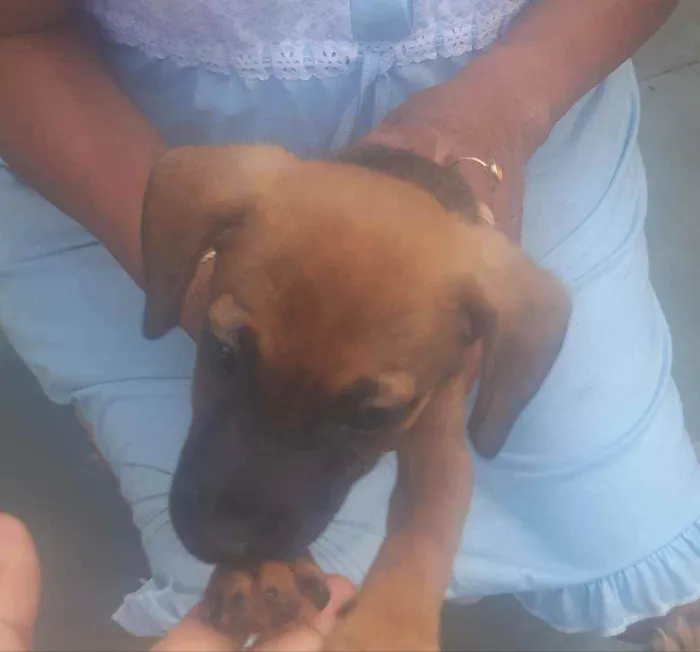 Cachorro ra a Vira-lata  idade 2 a 6 meses nome Catita