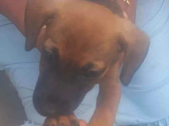 Cachorro ra a Vira-lata  idade 2 a 6 meses nome Catita