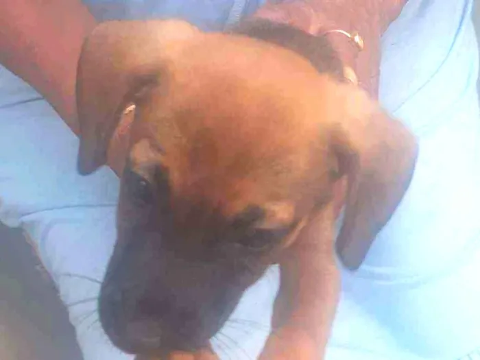 Cachorro ra a Vira-lata  idade 2 a 6 meses nome Catita