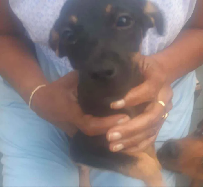 Cachorro ra a Vira-lata  idade 2 a 6 meses nome Felicit 