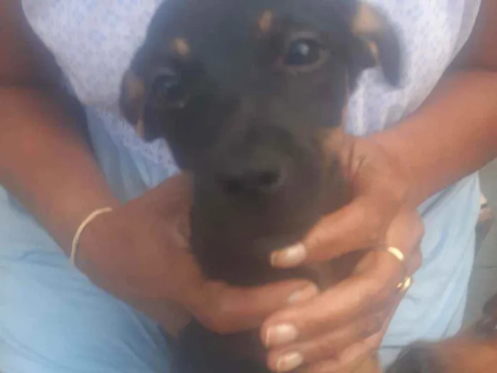 Cachorro ra a Vira-lata  idade 2 a 6 meses nome Felicit 