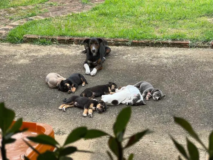 Cachorro ra a  idade Abaixo de 2 meses nome 7 filhotes 