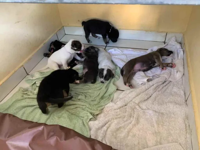 Cachorro ra a  idade Abaixo de 2 meses nome 7 filhotes 
