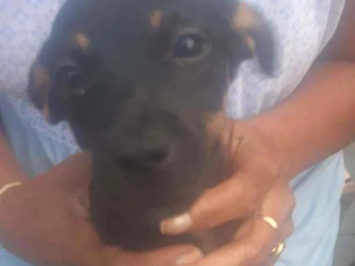 Cachorro ra a Vira-lata  idade 2 a 6 meses nome Felicit 