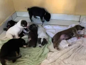 Cachorro raça  idade Abaixo de 2 meses nome 7 filhotes 