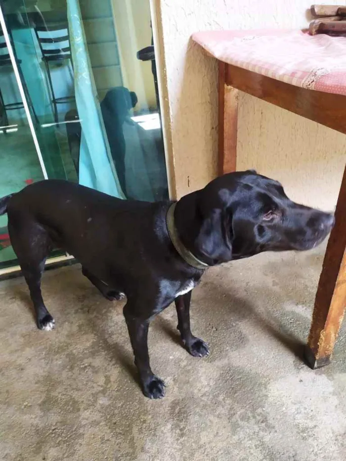 Cachorro ra a Labradora  idade 1 ano nome Carol