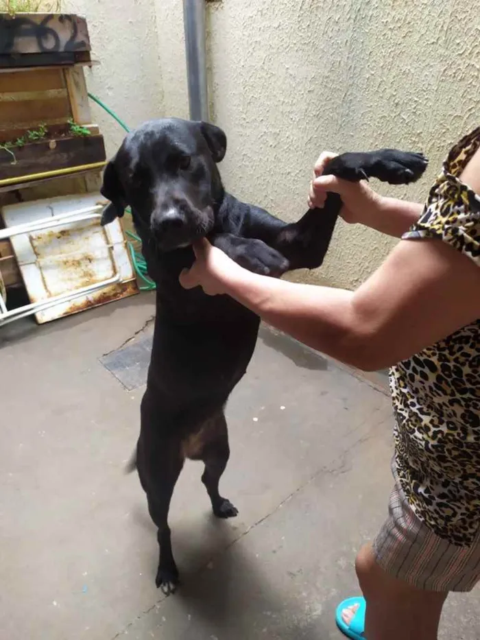 Cachorro ra a Labradora  idade 1 ano nome Carol