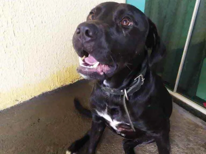 Cachorro ra a Labradora  idade 1 ano nome Carol