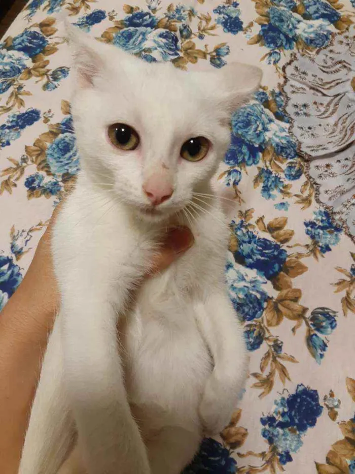 Gato ra a Sem raça definida idade 2 a 6 meses nome Luna 