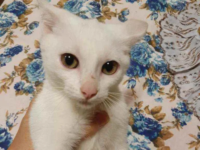 Gato ra a Sem raça definida idade 2 a 6 meses nome Luna 