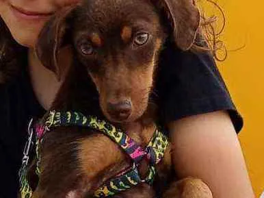 Cachorro ra a Srd idade 7 a 11 meses nome Cacau