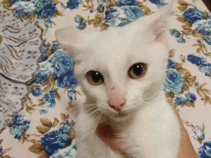 Gato raça Sem raça definida idade 2 a 6 meses nome Luna 