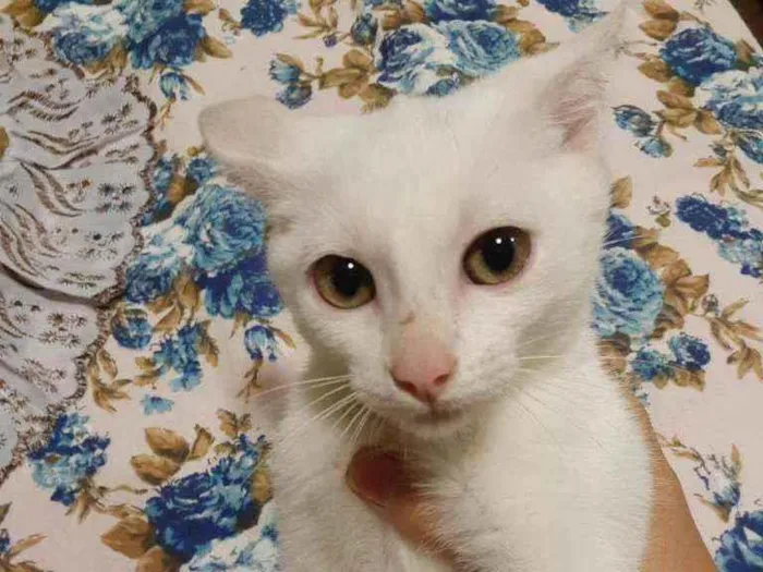 Gato ra a Sem raça definida idade 2 a 6 meses nome Luna 
