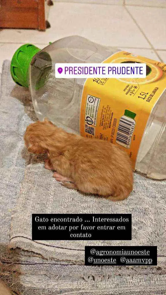 Gato ra a Vira lata idade Abaixo de 2 meses nome .....