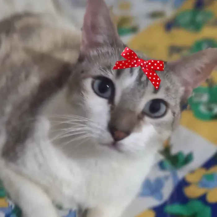 Gato ra a Mestiça  idade 1 ano nome Lili 